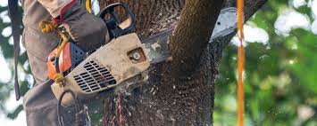 How Our Tree Care Process Works  in  Pahala, HI