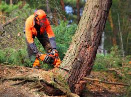 Best Tree Health Inspection  in Pahala, HI