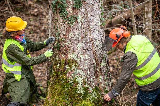 Trusted Pahala, HI Tree Care Experts