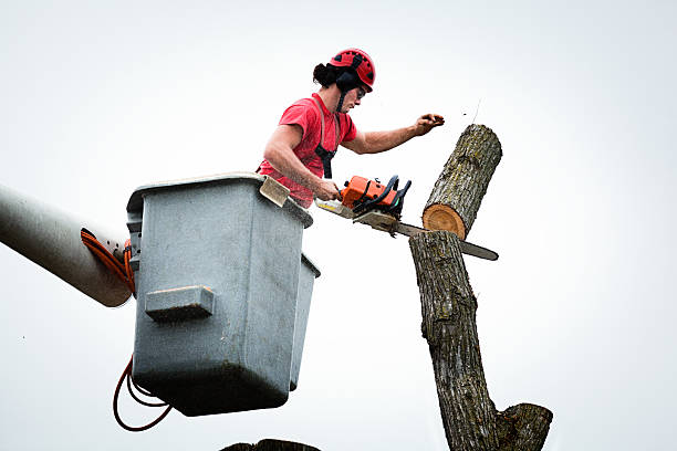 Best Root Management and Removal  in Pahala, HI