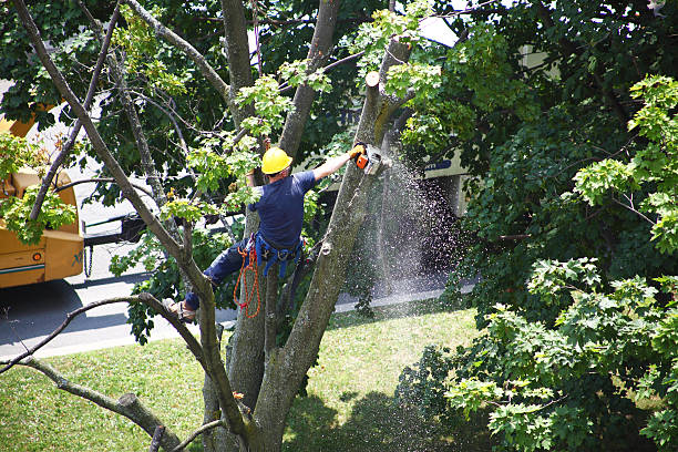 Best Seasonal Cleanup (Spring/Fall)  in Pahala, HI